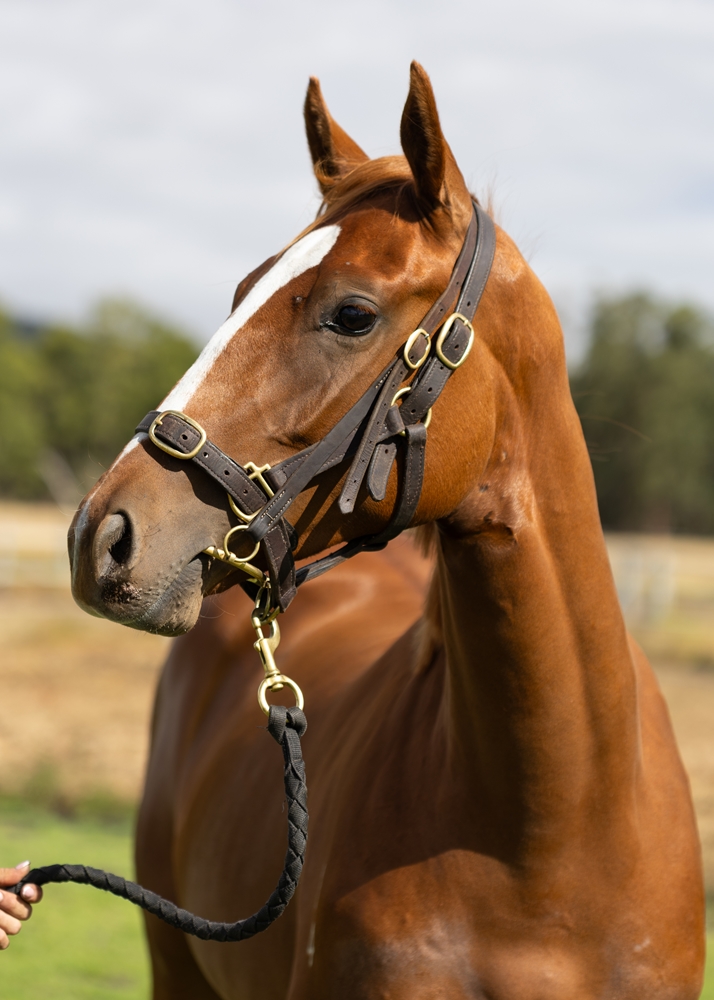 Aysar (AUS) / Special Picture (NZ) 2024 Filly - Image 2