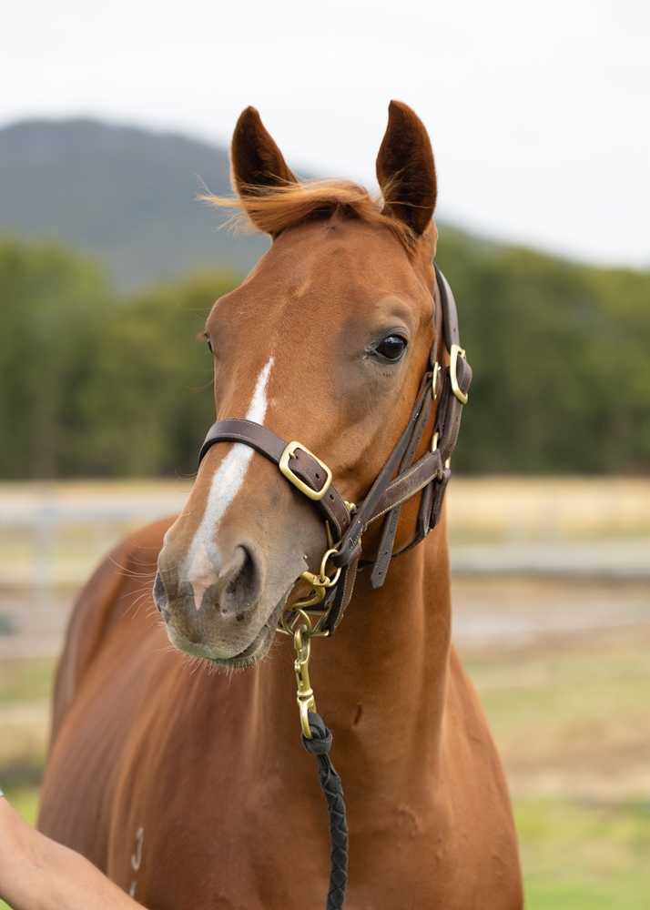 Safeguard (AUS) / Shamelessly (NZ) 2024 Filly - Image 2