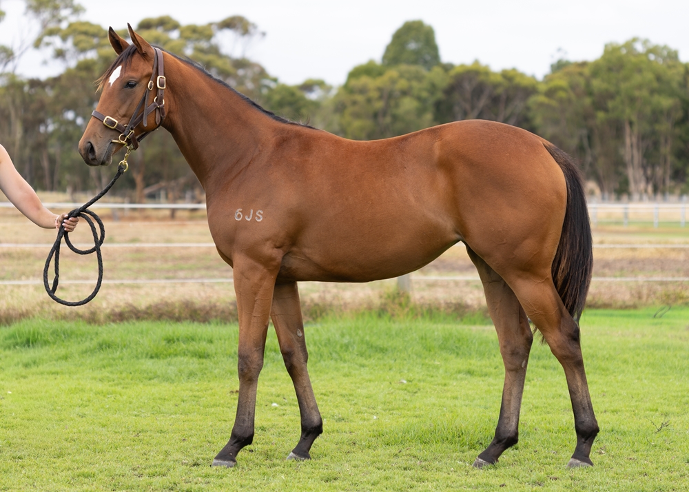 A Lot (USA) / Squaw Peak (AUS) 2024 Filly - Image 1