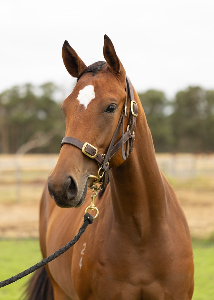 A Lot (USA) / Squaw Peak (AUS) 2024 Filly - Image 2