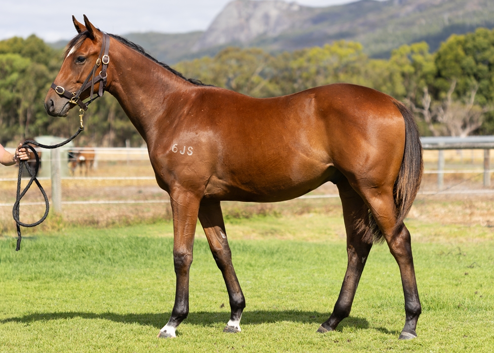 Manhattan Rain (AUS) / Tennessee Pasha (AUS) 2024 G - Image 1