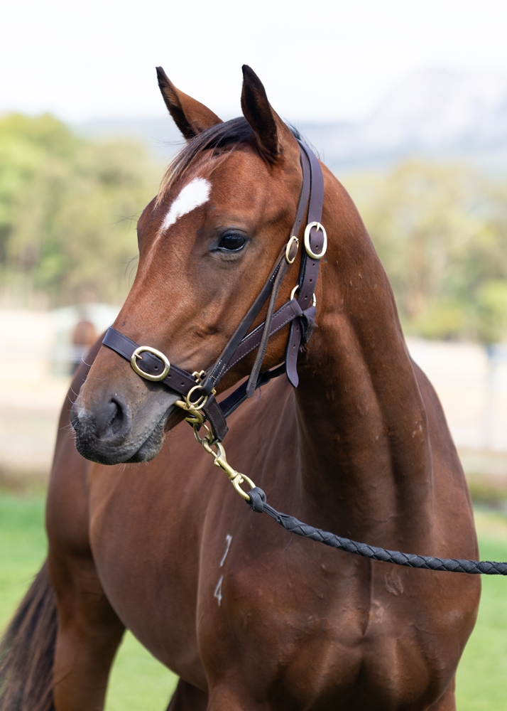 Manhattan Rain (AUS) / Tennessee Pasha (AUS) 2024 G - Image 2