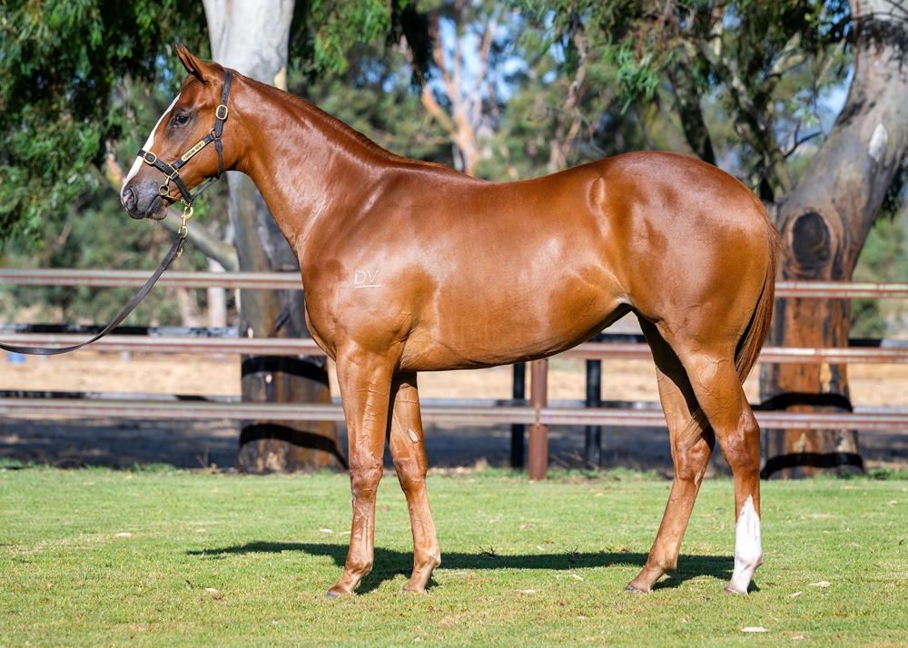 Splintex (AUS) / Hazira (AUS) 2024 Filly - Image 1