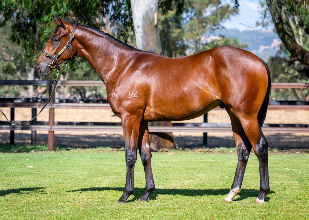 Spirit of Boom (AUS) / Hokahey (AUS) 2024 Colt - Image 1