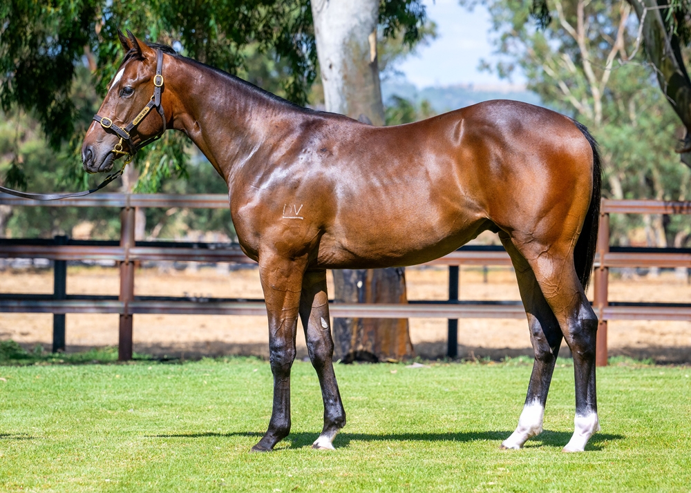 Lightsaber (AUS) / Jest Envy Her (AUS) 2024 Colt - Image 1