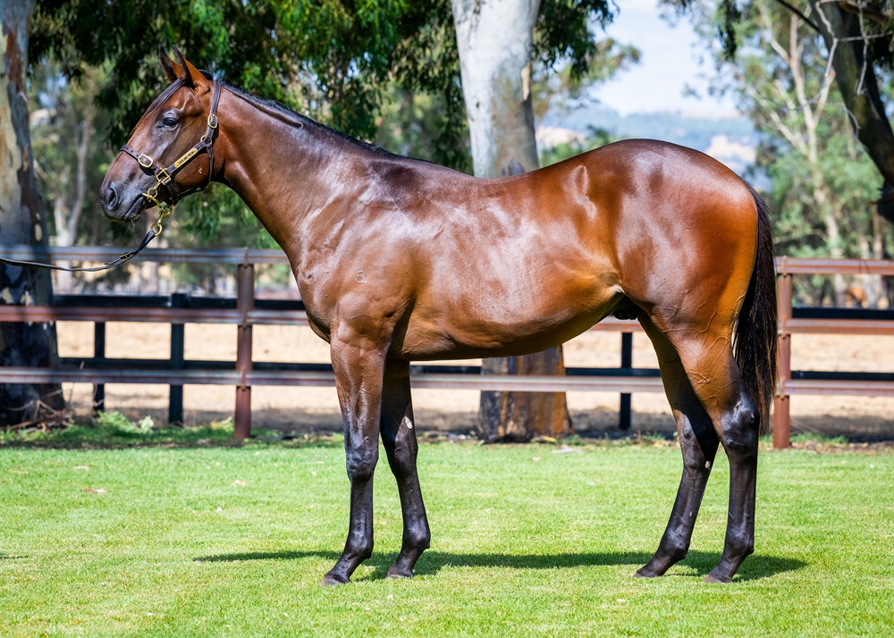 North Pacific (AUS) / Pinova (AUS) 2024 Colt - Image 1