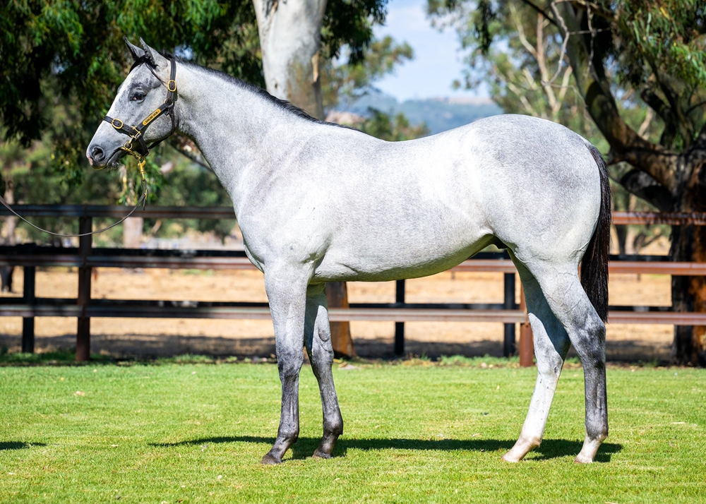 Splintex (AUS) / Silver War (AUS) 2024 Colt - Image 1