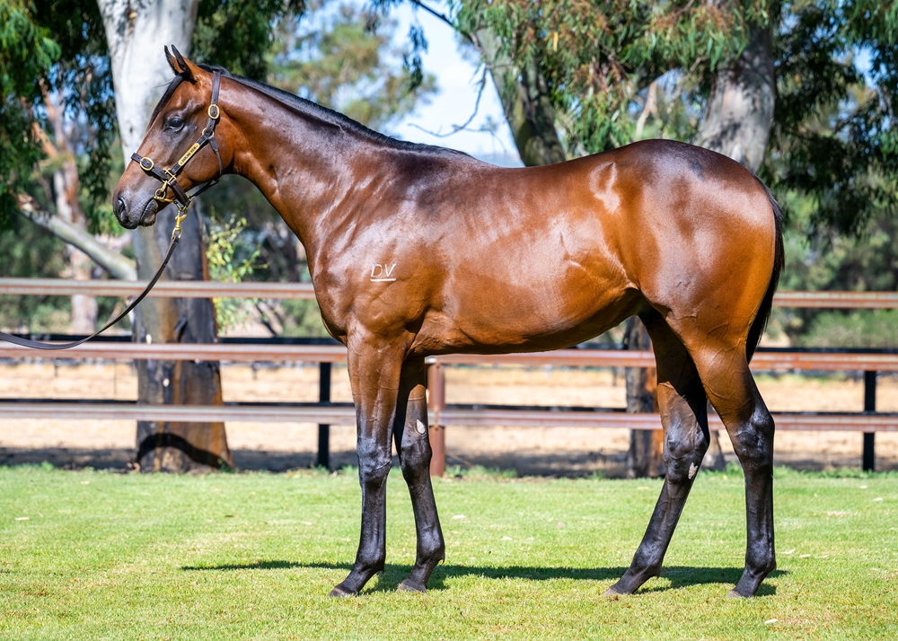 Playing God (AUS) / Solid Bullet (AUS) 2024 Colt - Image 1