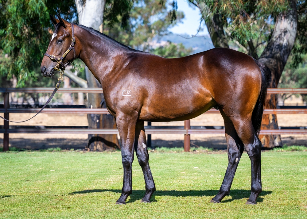 Lightsaber (AUS) / Tajmali (AUS) 2024 Colt - Image 1