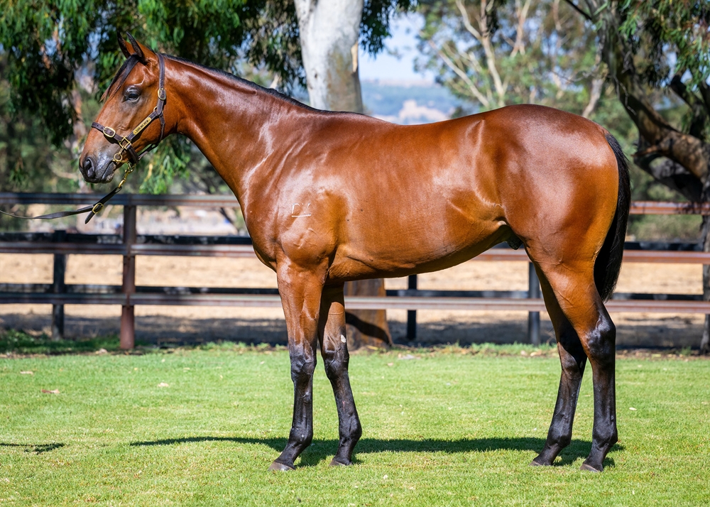 Playing God (AUS) / Western Jewel (AUS) 2024 Colt - Image 1