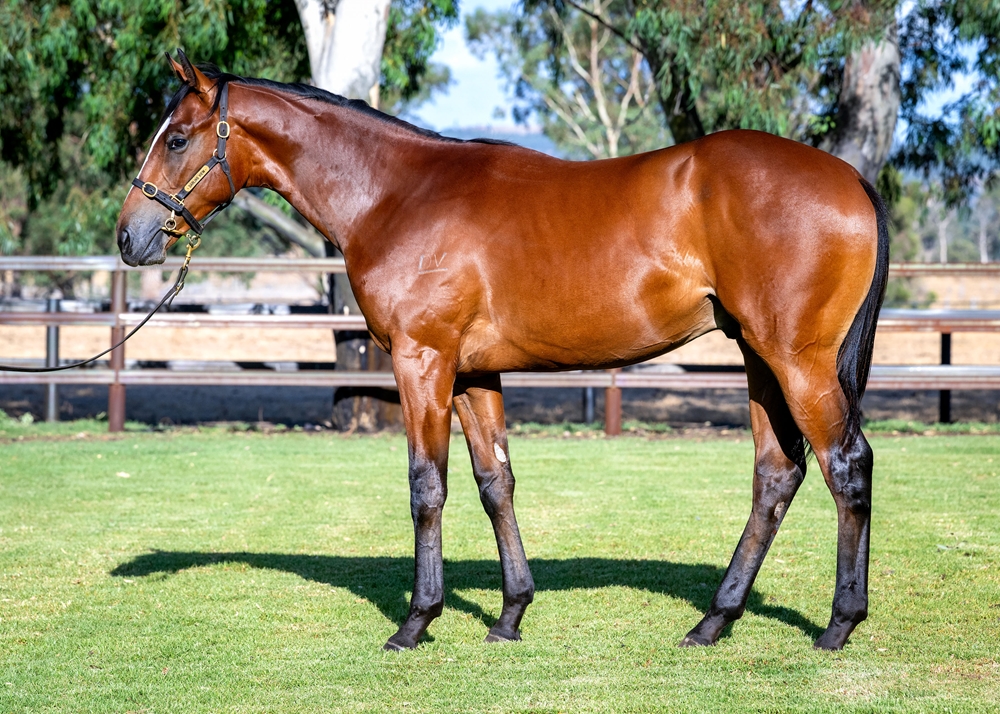 Playing God (AUS) / Bint Snitzel (AUS) 2024 Colt - Image 1