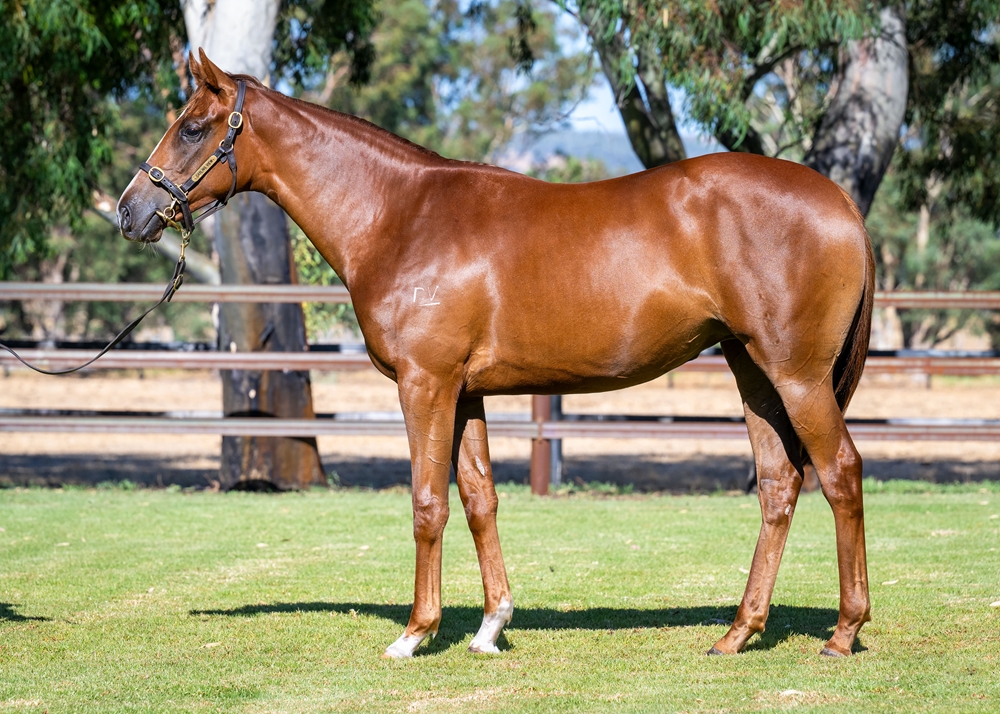 Gingerbread Man (AUS) / Mystic Maid (AUS) 2024 Filly - Image 1