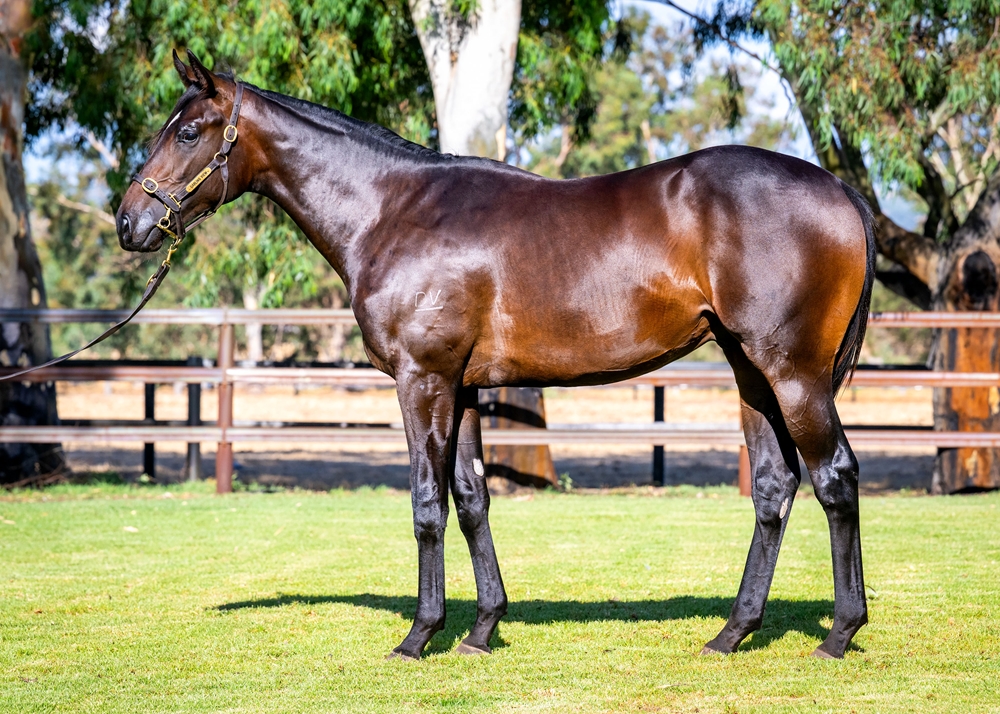 Playing God (AUS) / Nickel Queen (AUS) 2024 Colt - Image 1