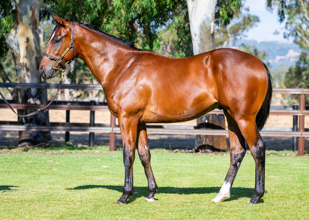 Splintex (AUS) / Platinum Rocker (AUS) 2024 Colt - Image 1