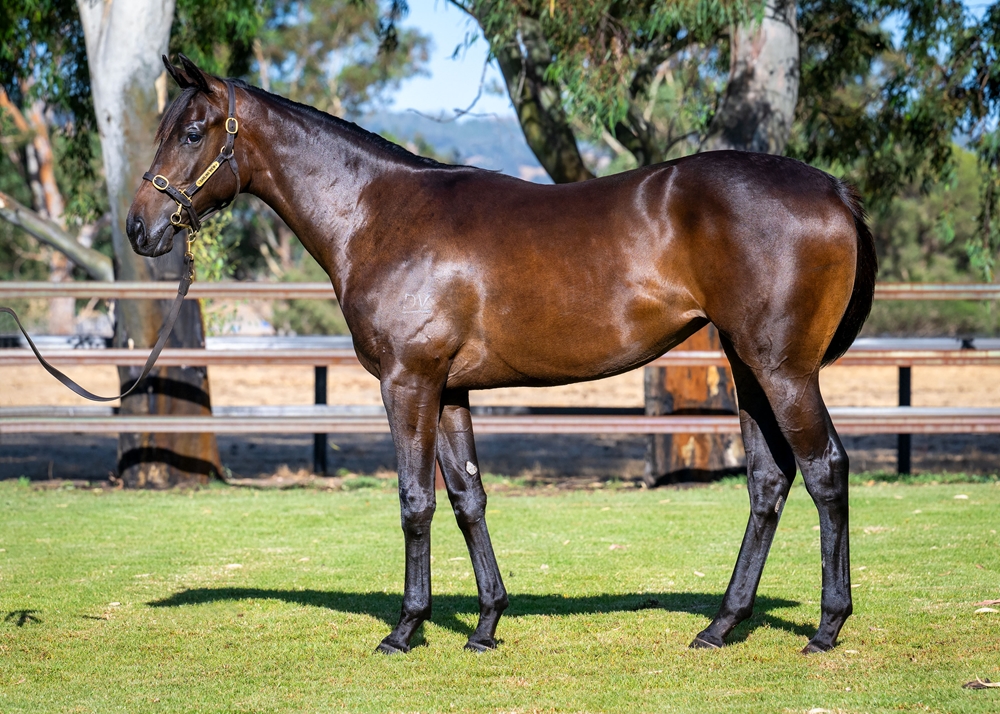Playing God (AUS) / Story Book (AUS) 2024 Filly - Image 1