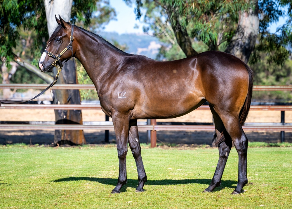 Splintex (AUS) / Think Magic (AUS) 2024 Filly - Image 1
