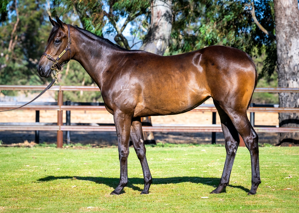 Playing God (AUS) / Top Show (AUS) 2024 Filly - Image 1