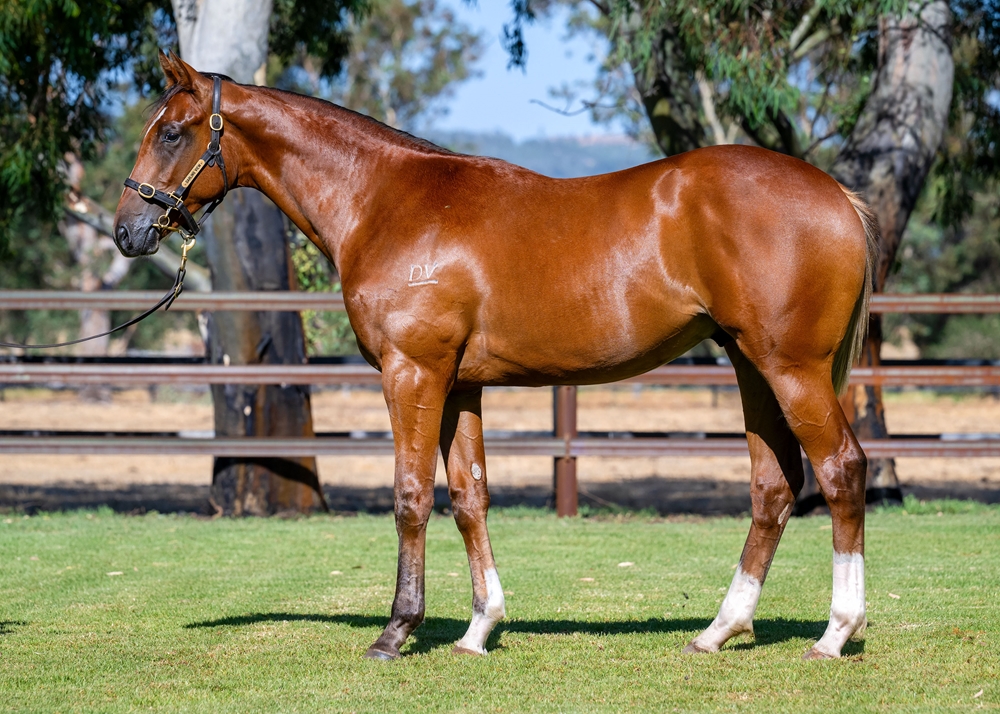 Lightsaber (AUS) / Velocitude (AUS) 2024 Colt - Image 1