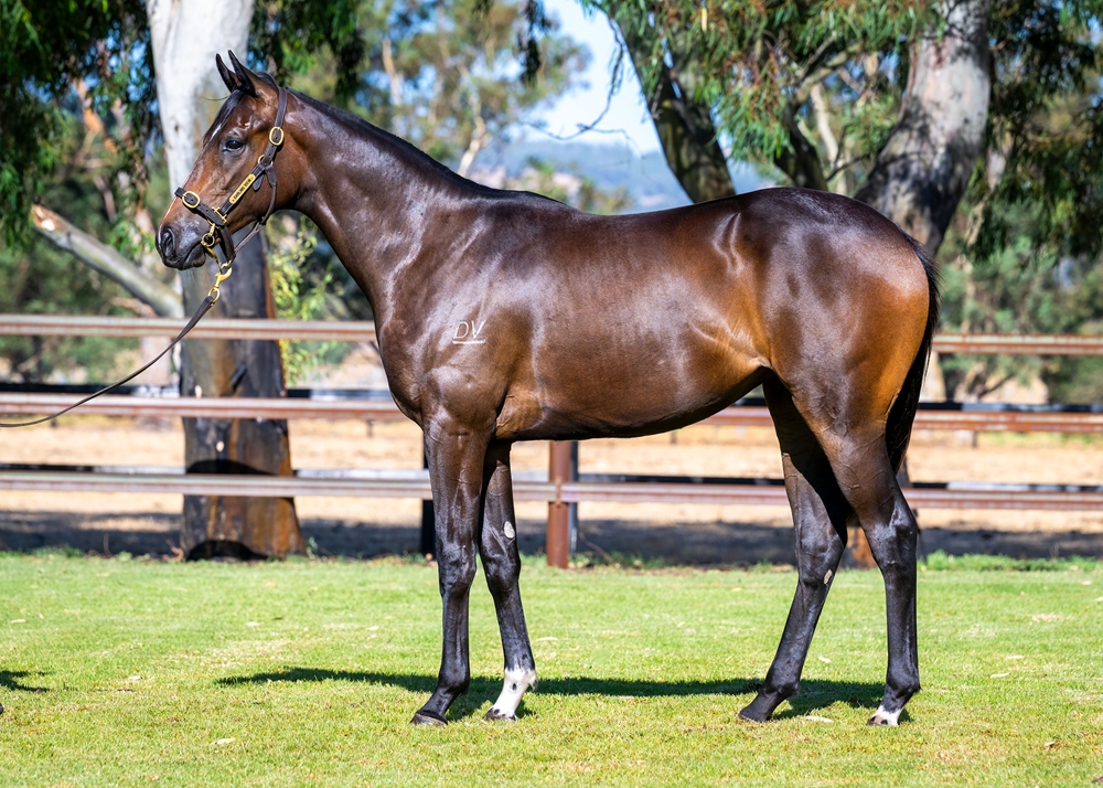 Playing God (AUS) / Across the Moon (AUS) 2024 Filly - Image 1