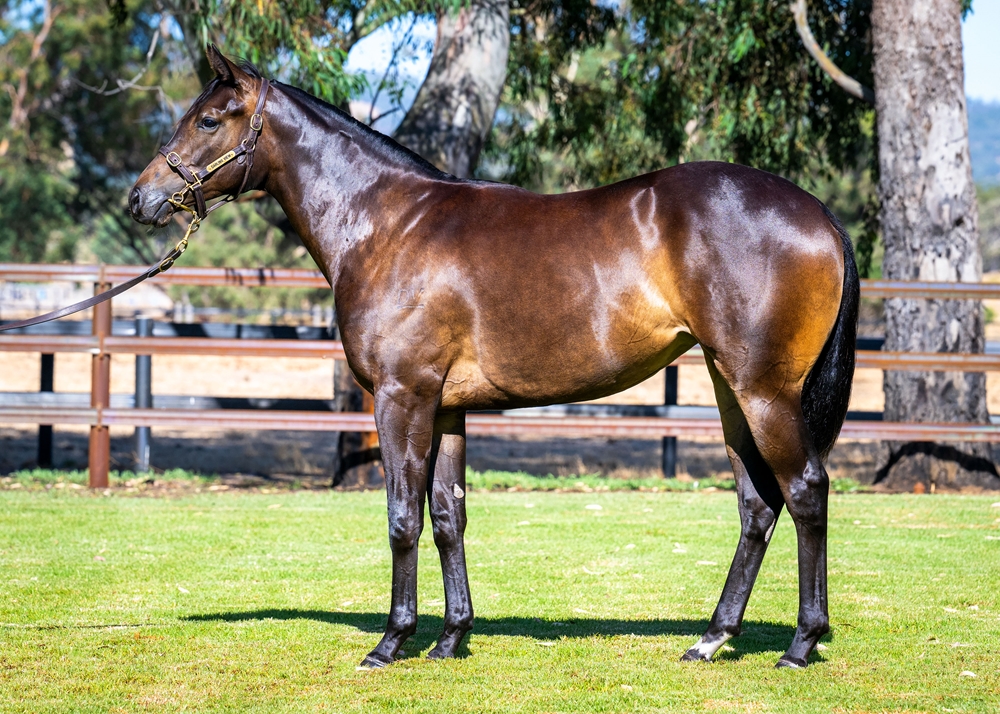 Playing God (AUS) / Baby Blues (AUS) 2024 Filly - Image 1