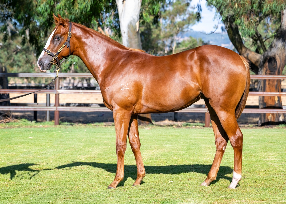 Splintex (AUS) / Gaelic Dream (AUS) 2024 Colt - Image 1