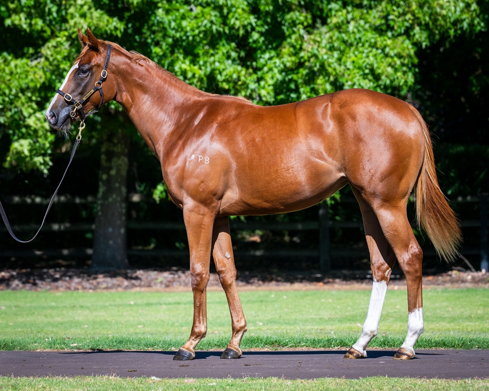 Marine One (AUS) / Let's Cut Loose (AUS) 2024 Filly - Image 1