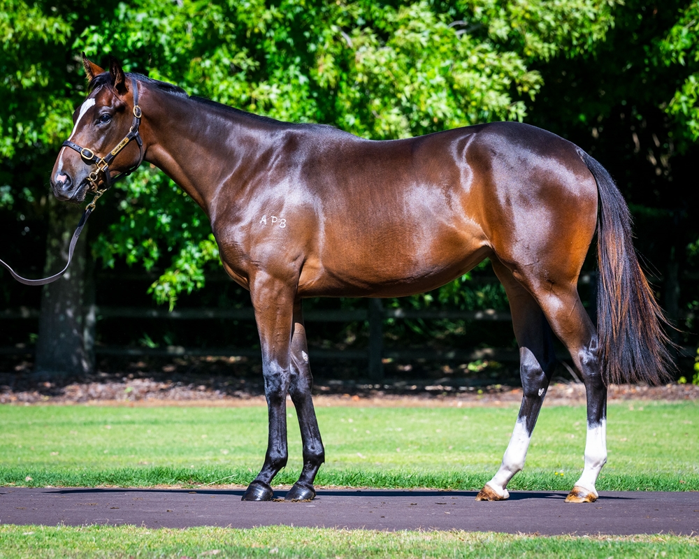 Better Than Ready (AUS) / Savanik (NZ) 2024 Filly - Image 1