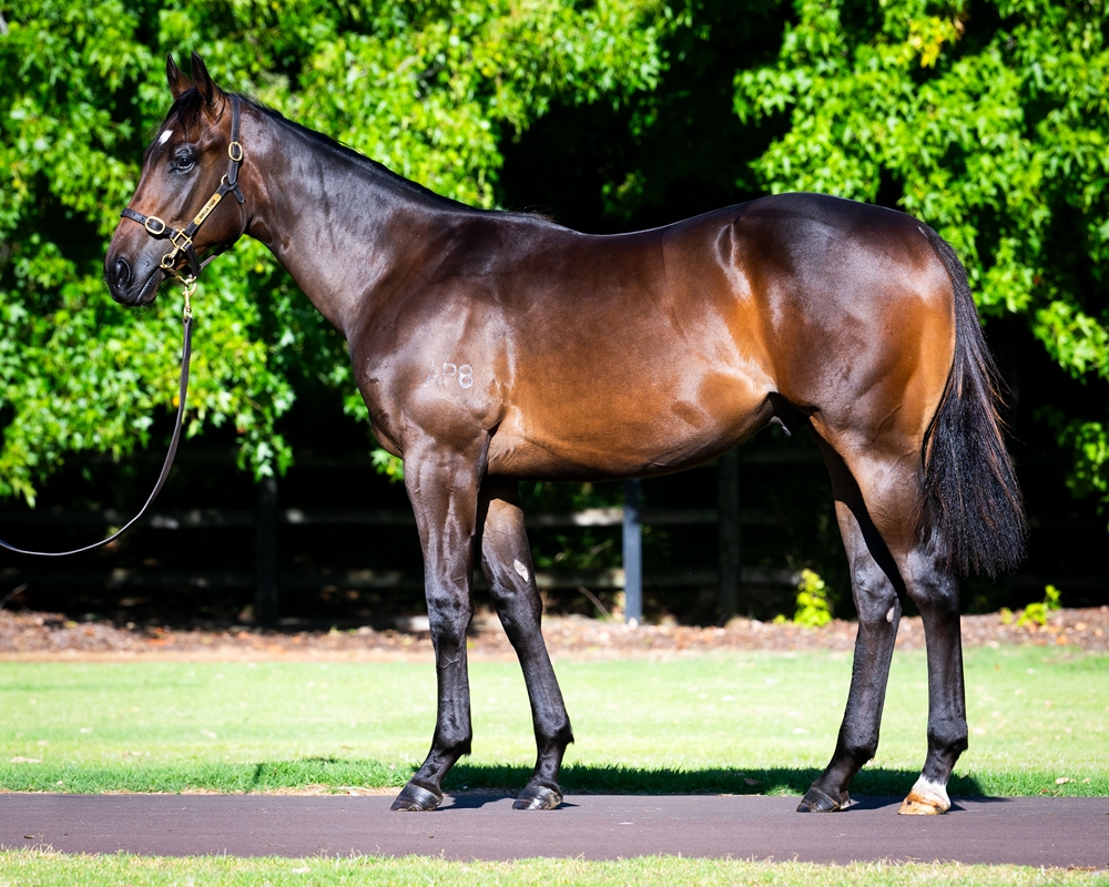 Capitalist (AUS) / Amelia's la Bout (AUS) 2024 Colt - Image 1