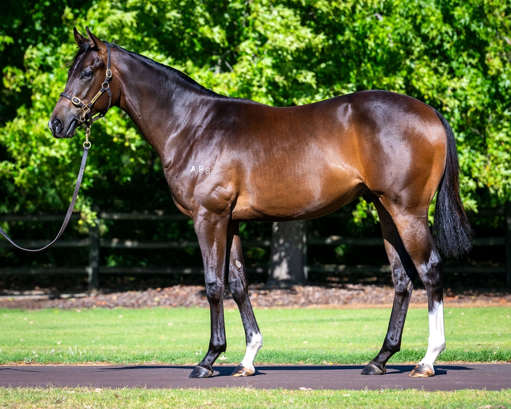 Harry Angel (IRE) / Amelia's Love (AUS) 2024 Colt - Image 1
