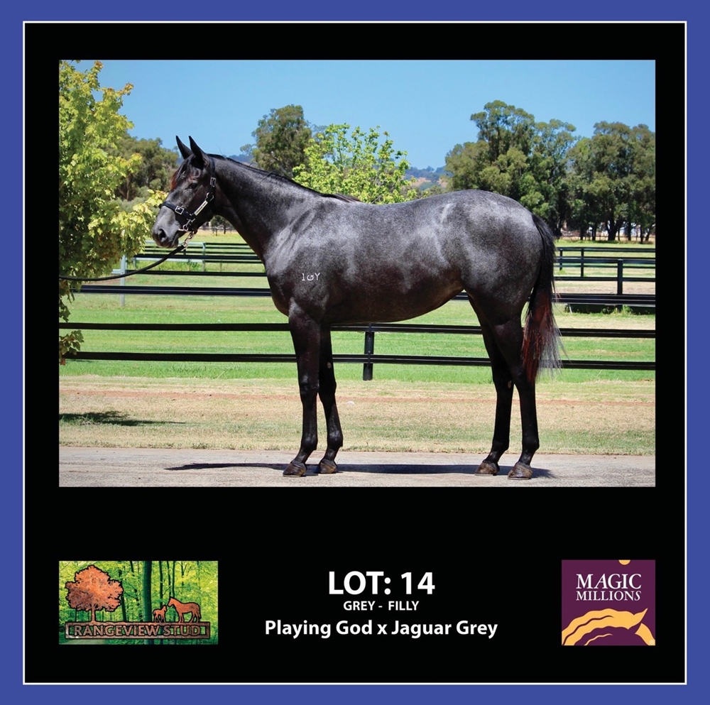 Playing God (AUS) / Jaguar Grey (AUS) 2024 Filly - Image 1