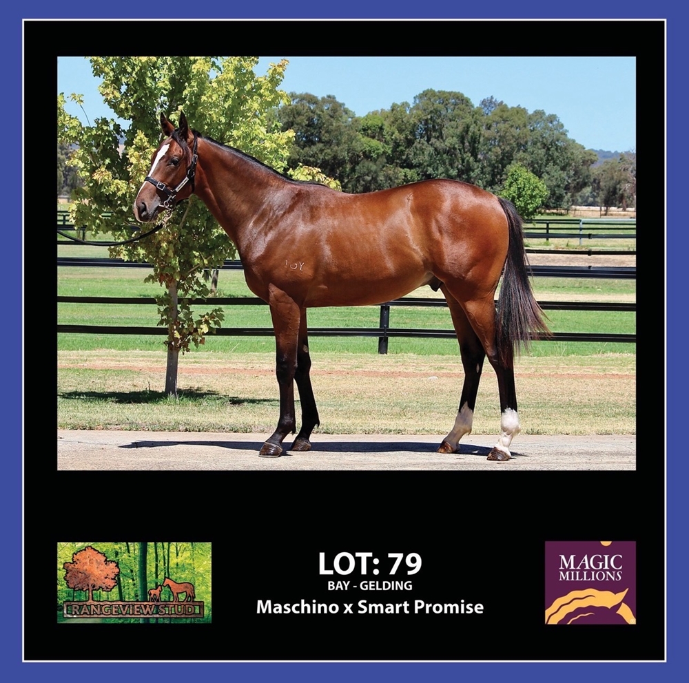 Maschino (AUS) / Smart Promise (AUS) 2024 G - Image 1