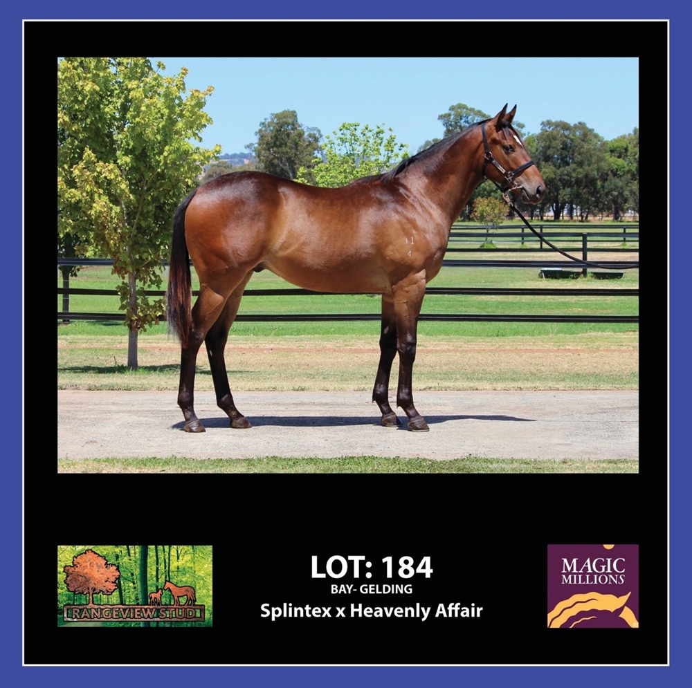 Splintex (AUS) / Heavenly Affair (AUS) 2024 G - Image 1