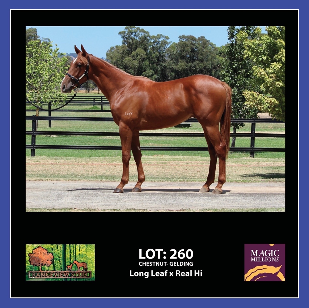 Long Leaf (AUS) / Real Hi (AUS) 2024 G - Image 1