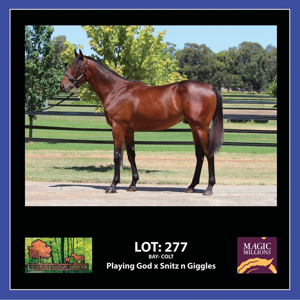 Playing God (AUS) / Snitz 'n' Giggles (AUS) 2024 Colt - Image 1