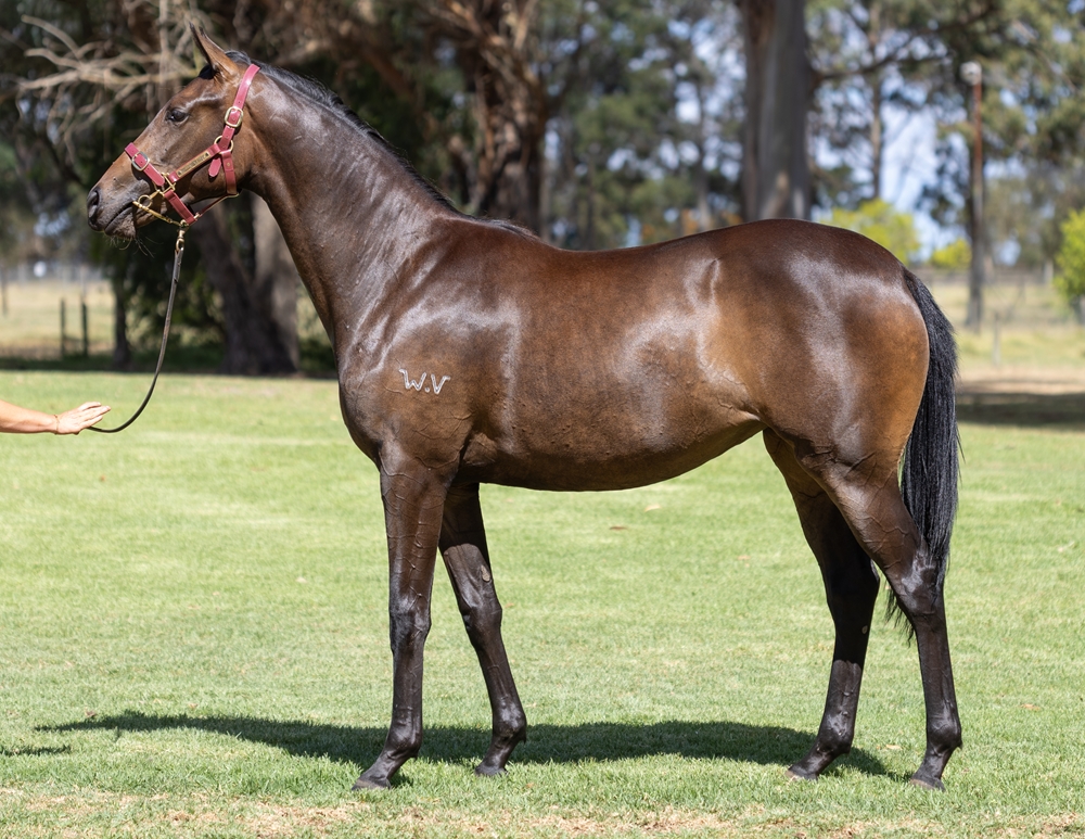 A Lot (USA) / Feels Like Spring (AUS) 2024 Filly - Image 1