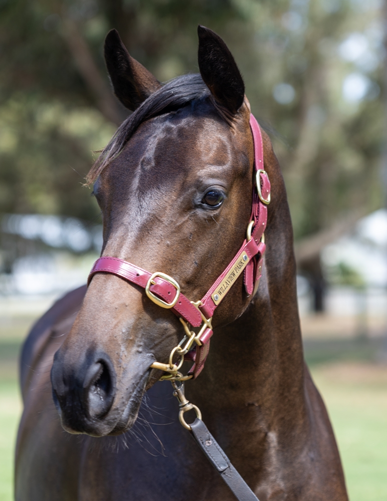 A Lot (USA) / Feels Like Spring (AUS) 2024 Filly - Image 2