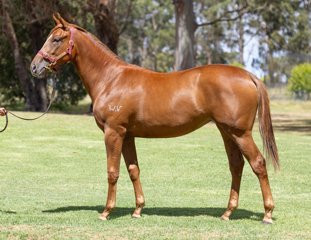 A Lot (USA) / Kay Cee (AUS) 2024 Filly - Image 1