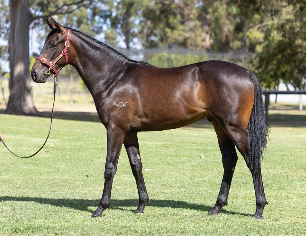 Playing God (AUS) / Our Pandemonium (AUS) 2024 Colt - Image 1