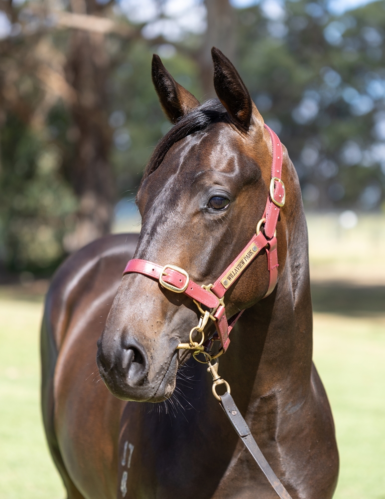 Playing God (AUS) / Our Pandemonium (AUS) 2024 Colt - Image 2