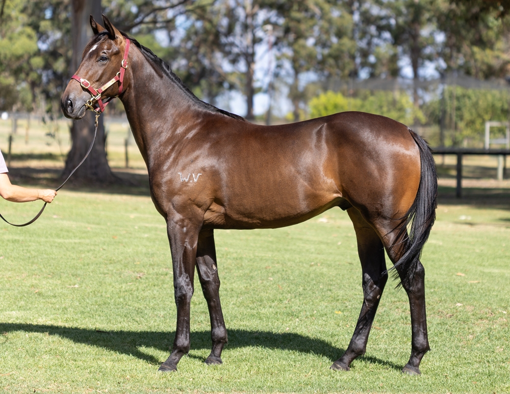 Playing God (AUS) / Rapitorio (AUS) 2024 Colt - Image 1
