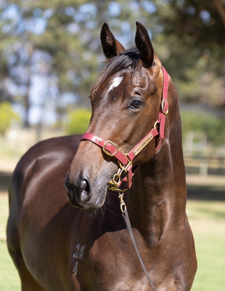 Playing God (AUS) / Rapitorio (AUS) 2024 Colt - Image 2