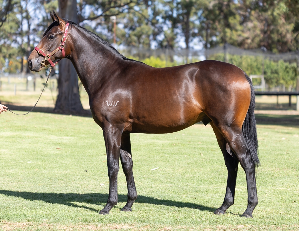 Playing God (AUS) / Mosstiara (AUS) 2024 Colt - Image 1
