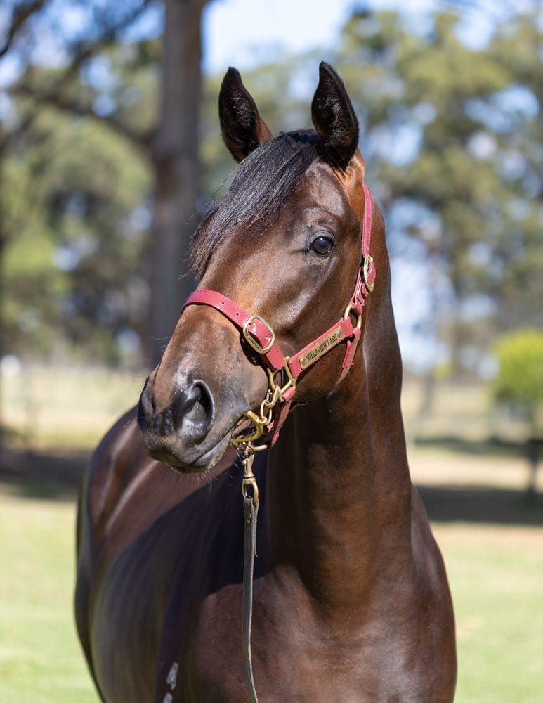 Playing God (AUS) / Mosstiara (AUS) 2024 Colt - Image 2