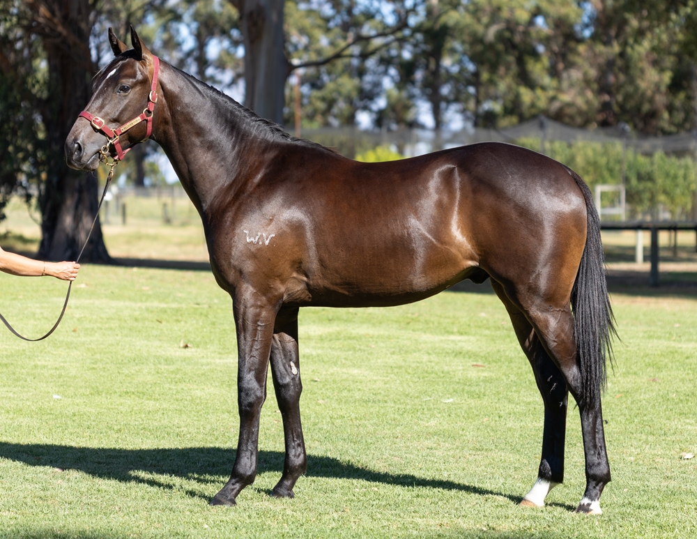 Splintex (AUS) / Templates (AUS) 2024 Colt - Image 1