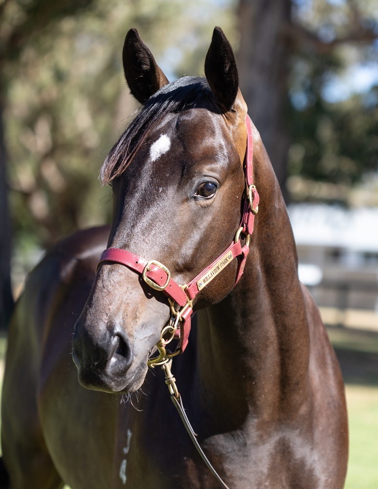 Splintex (AUS) / Templates (AUS) 2024 Colt - Image 2