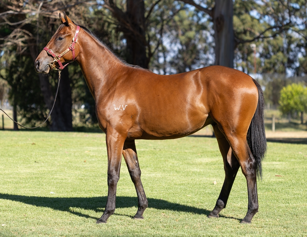 A Lot (USA) / Charm Bracelet (NZ) 2024 Colt - Image 1
