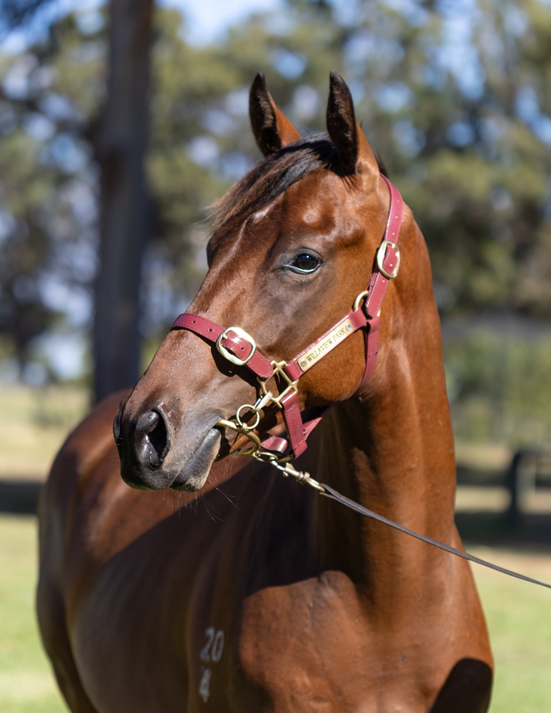 A Lot (USA) / Charm Bracelet (NZ) 2024 Colt - Image 2