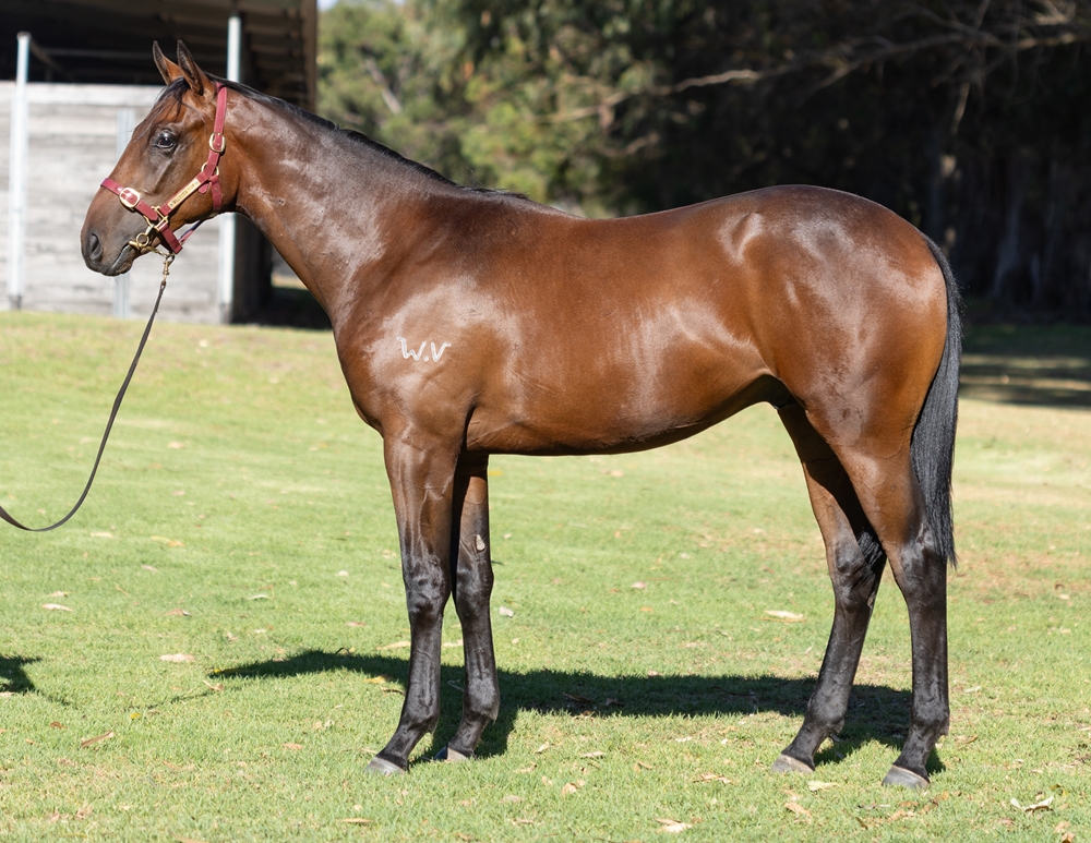 Playing God (AUS) / Artie's Belle (AUS) 2024 Colt - Image 1