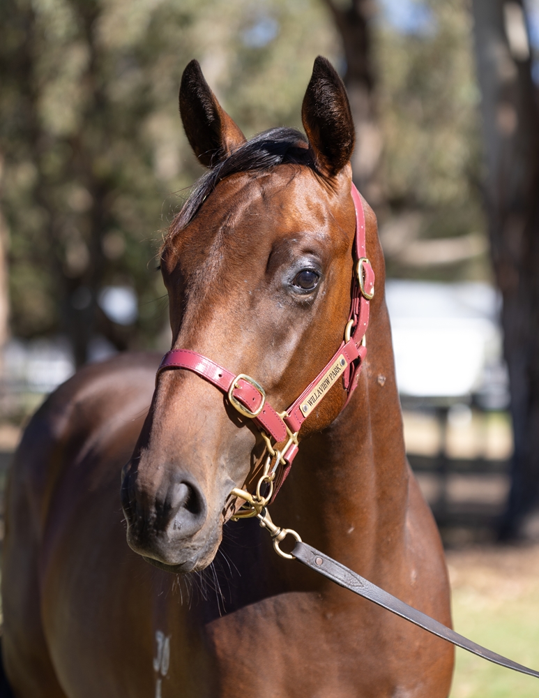 Playing God (AUS) / Artie's Belle (AUS) 2024 Colt - Image 2