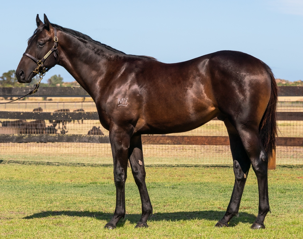Playing God (AUS) / I Am Boudica (AUS) 2024 Colt - Image 1